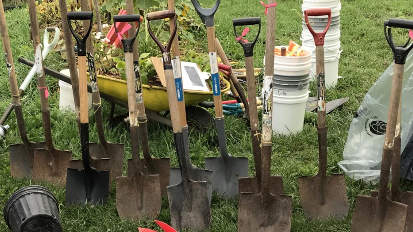 Citoyens recherchés pour planter 1000 arbres à Salaberry-de-Valleyfield