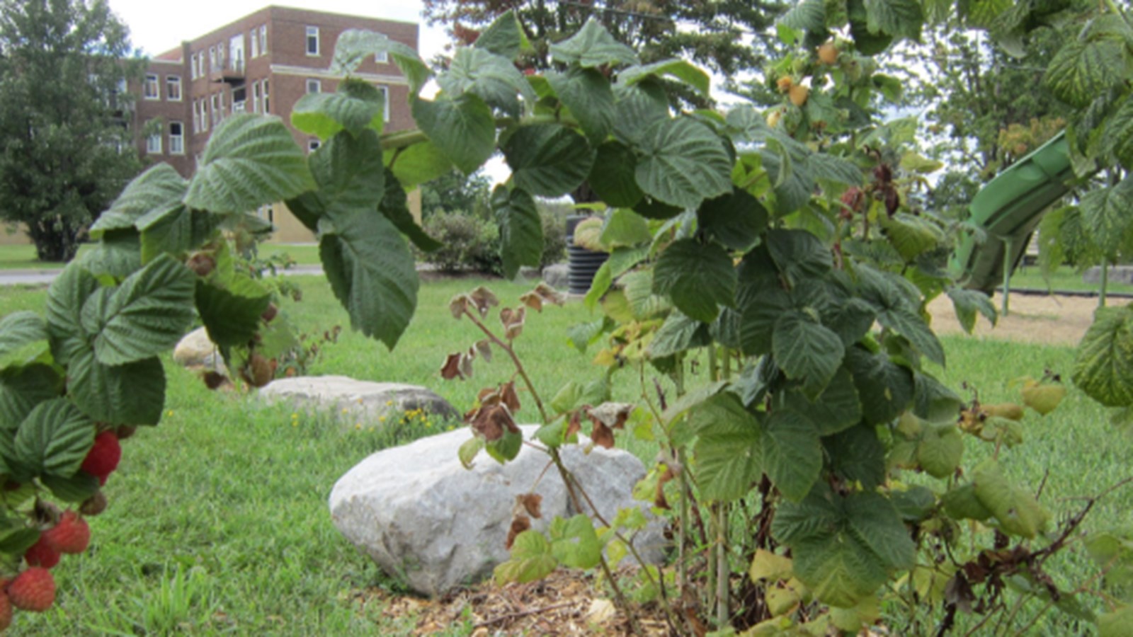 Fruits et légumes frais gratuits pour les Martinois 