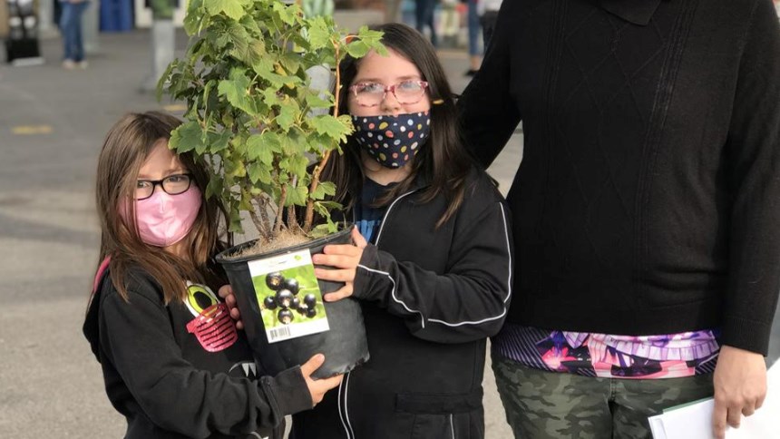 Salaberry-de-Valleyfield distribue 325 arbres à ses citoyens 
