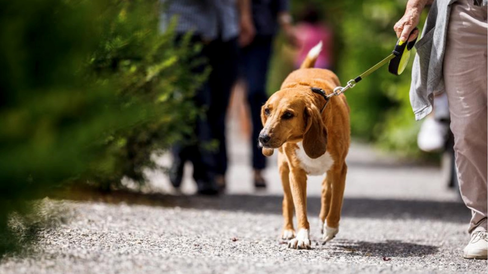 Nouveau règlement sur les animaux en vigueur dès le 13 octobre 