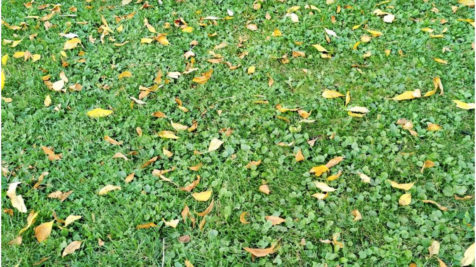 Une première collecte de feuilles la semaine prochaine à Notre-Dame-de-l’Île-Perrot