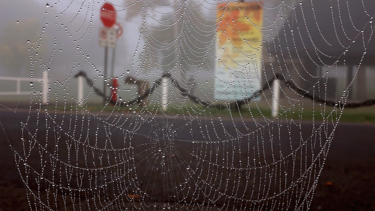 Une toile d'araignée résistant au poids des goutelettes d'eau après un épisode de pluie à Pointe-des-Cascades.