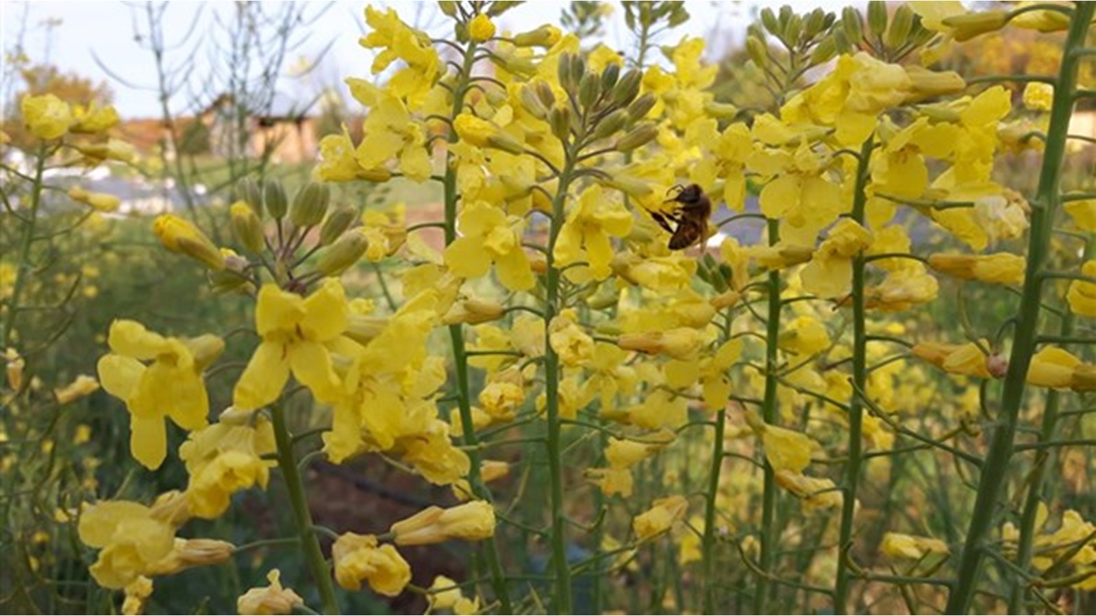 L'abeille indigène au coeur d'une conférence virtuelle le 21 octobre 