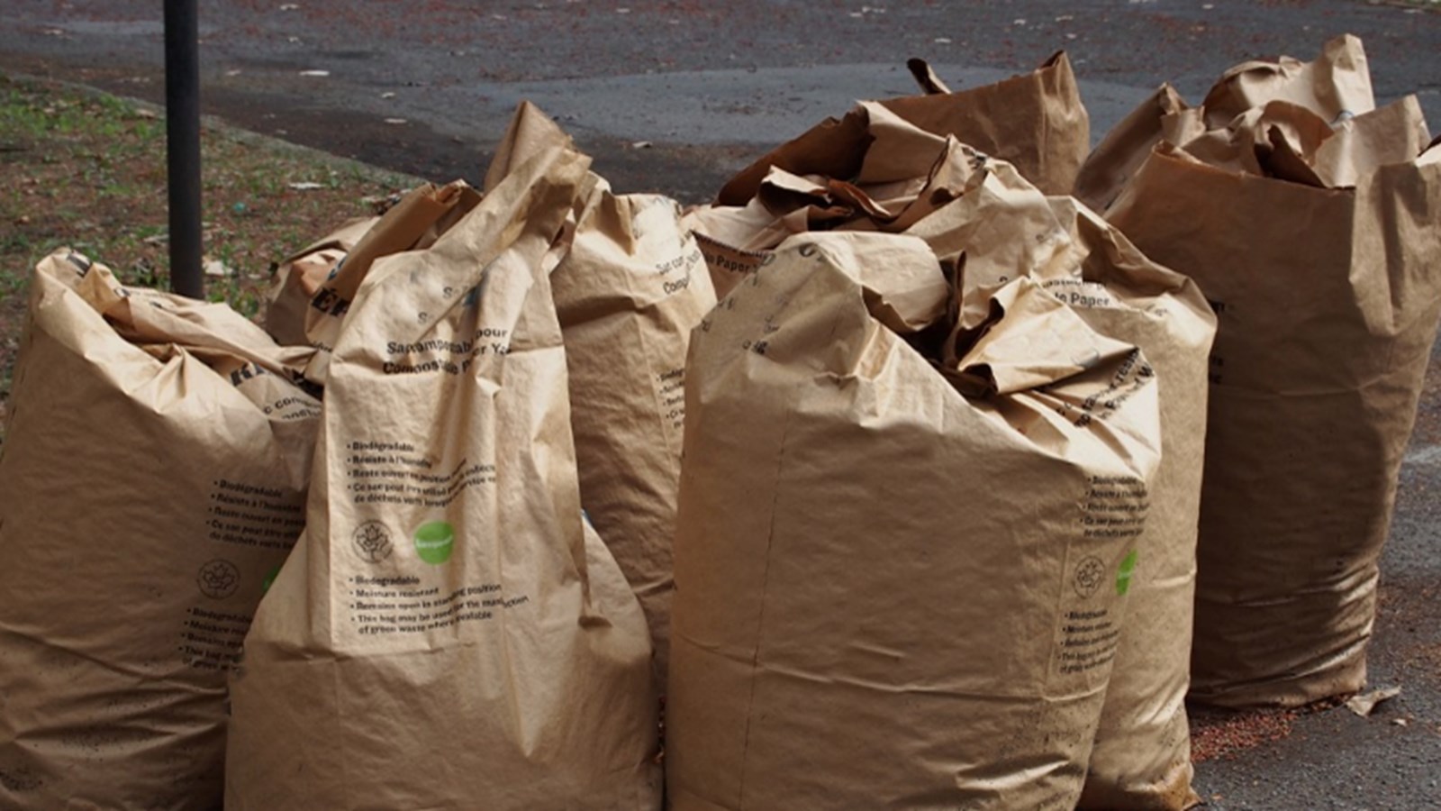 Collectes de feuilles: connaissez-vous toutes vos options écologiques?