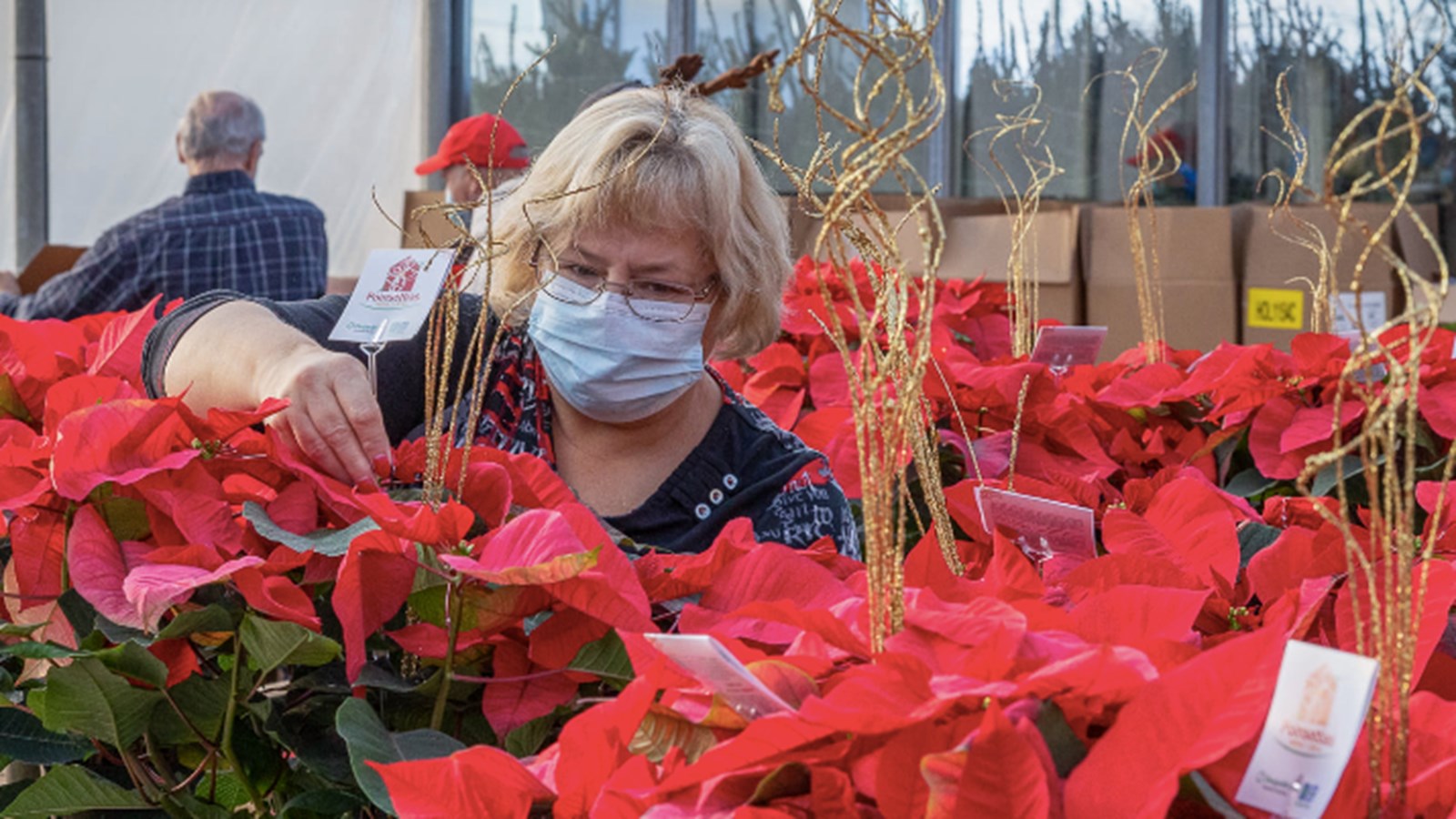 Plus de 2 500 poinsettias trouvent preneurs pour soutenir la MSPVS 