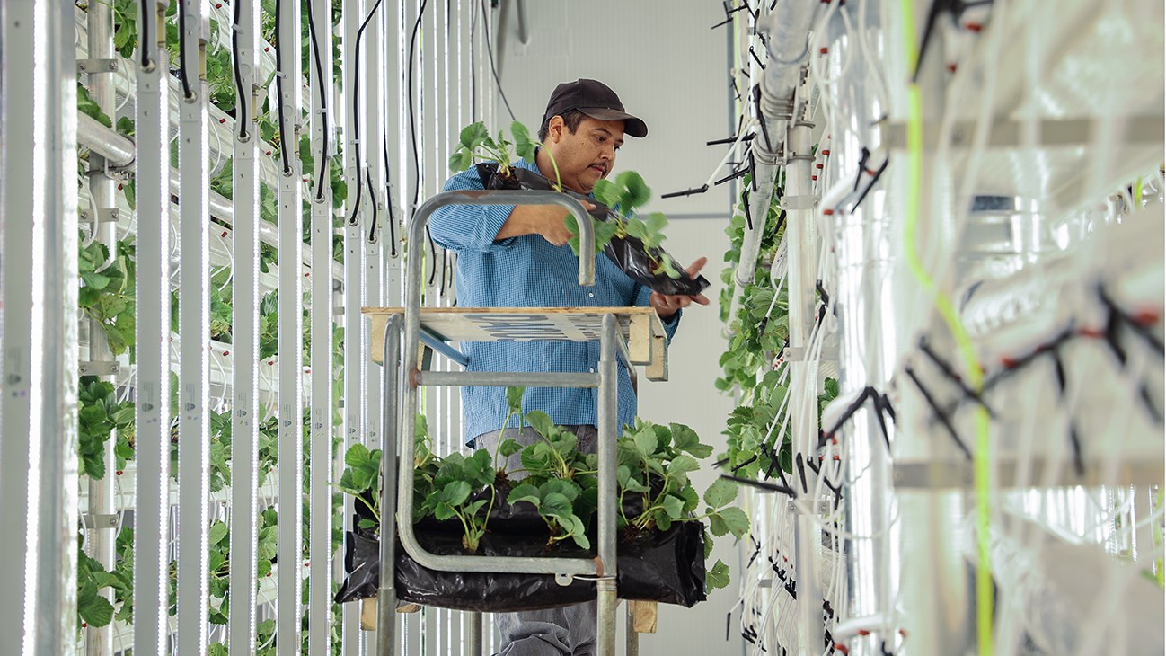 La culture hivernale de fraises arrive dans Vaudreuil-Soulanges
