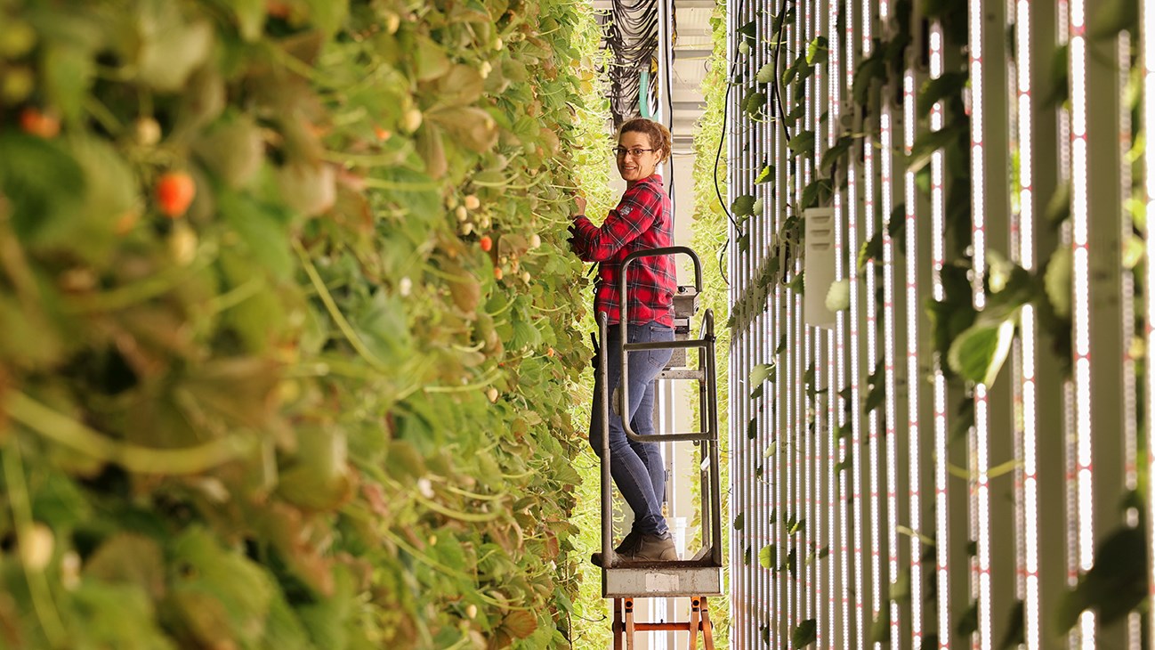 La culture hivernale de fraises arrive dans Vaudreuil-Soulanges
