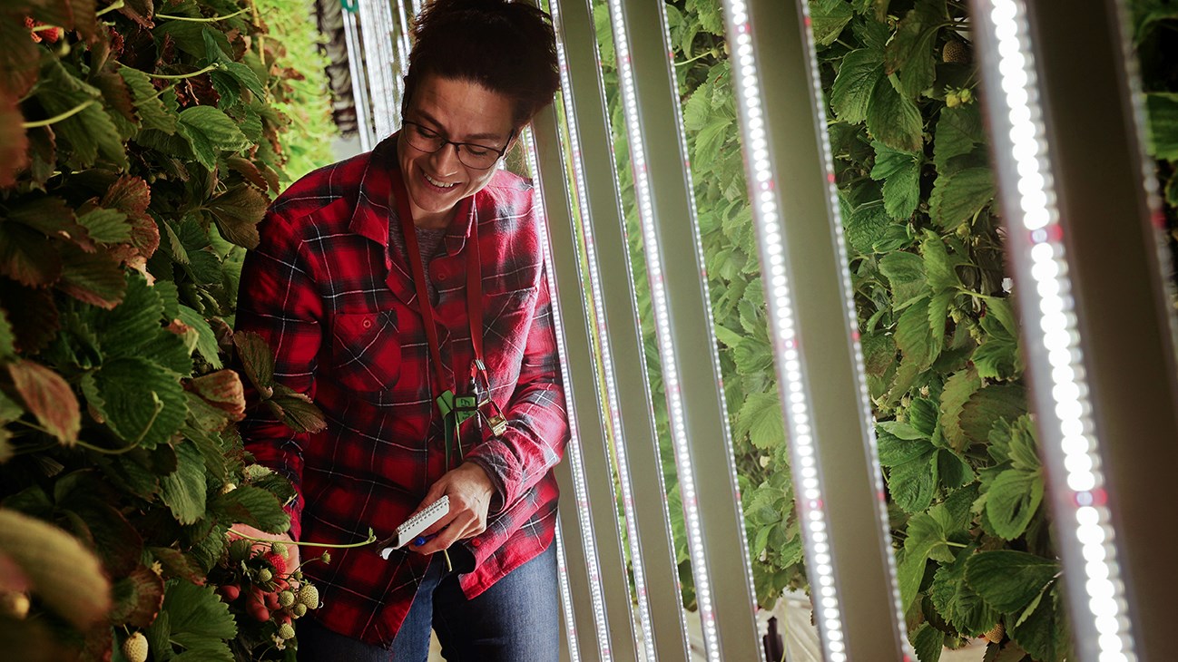 La culture hivernale de fraises arrive dans Vaudreuil-Soulanges