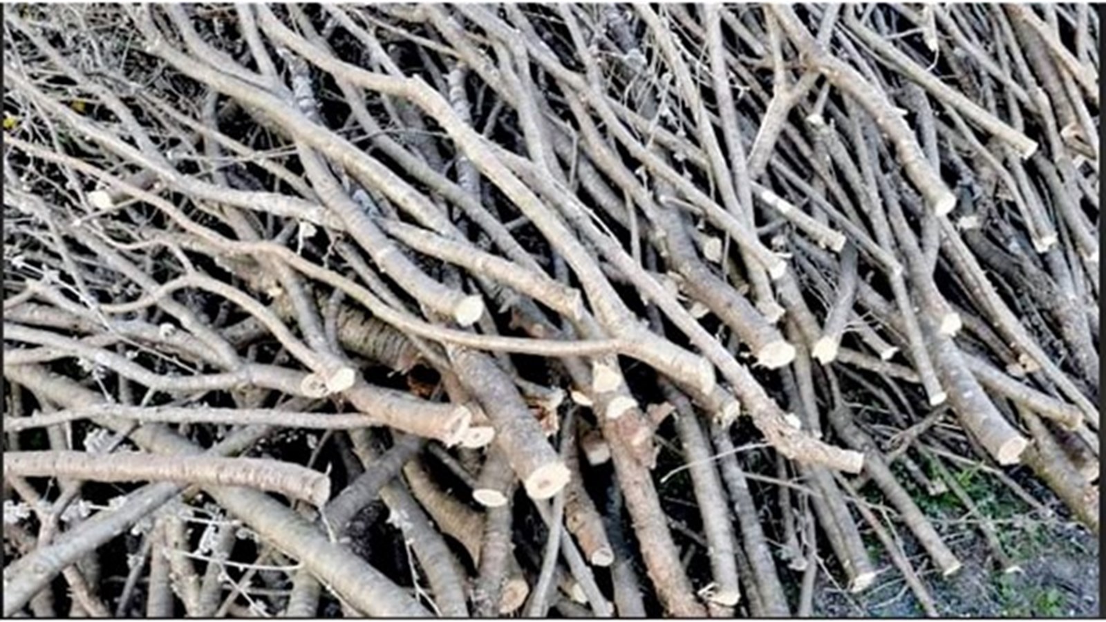 Collecte spéciale de branches ce mercredi à Vaudreuil-Dorion 