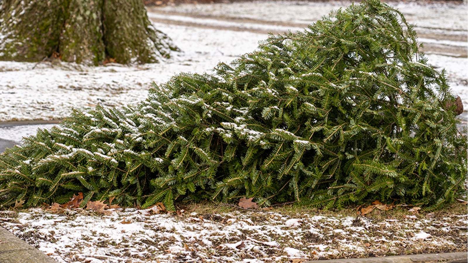 Deux alternatives pour se départir de son sapin naturel de façon écologique 