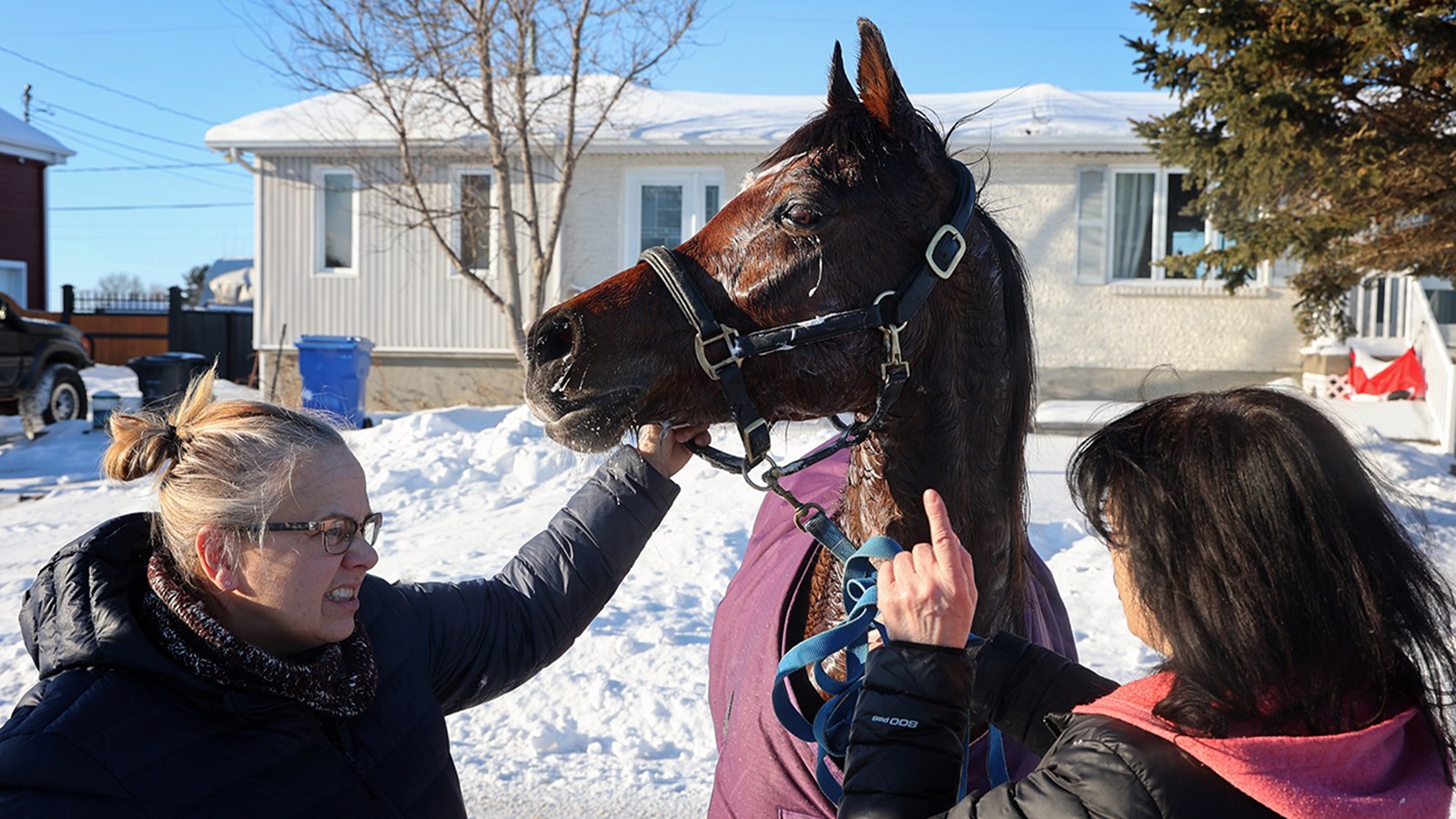 Une fugue qui se termine bien pour trois chevaux de Saint-Lazare