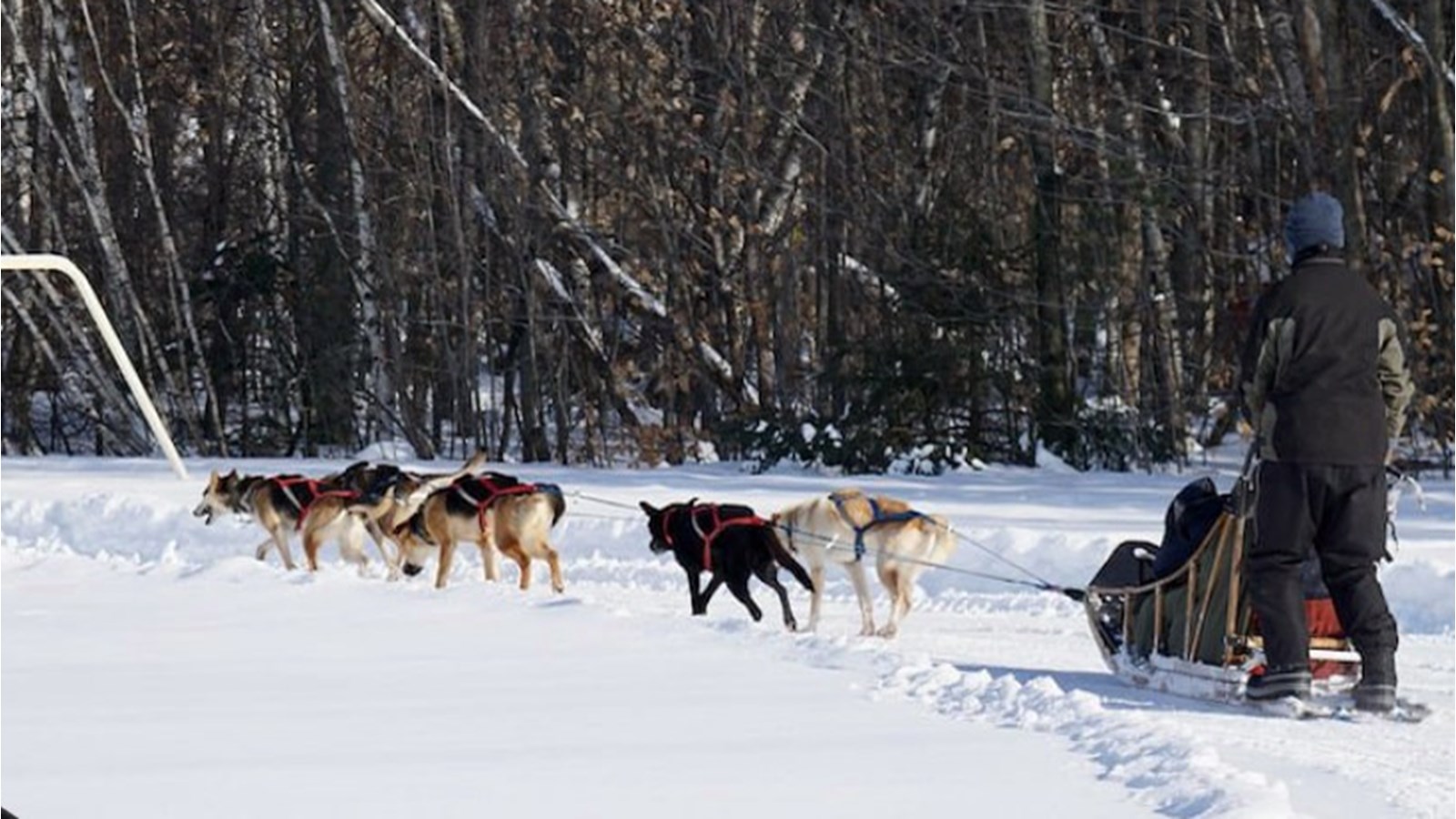 Tours de traîneau à chiens offerts gratuitement à Coteau-du-Lac ce dimanche 