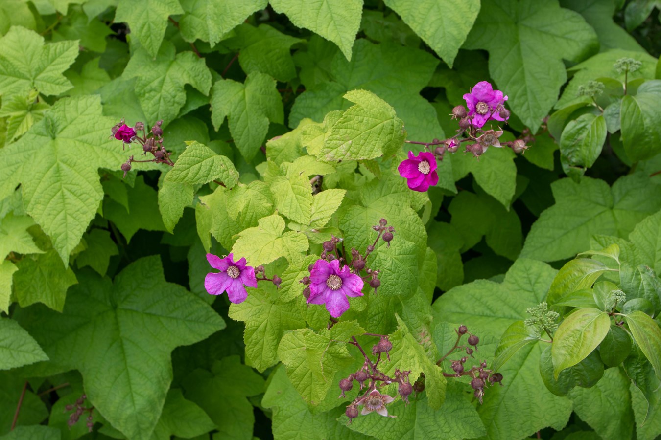 Retour de la foire horticole de Vaudreuil-Dorion