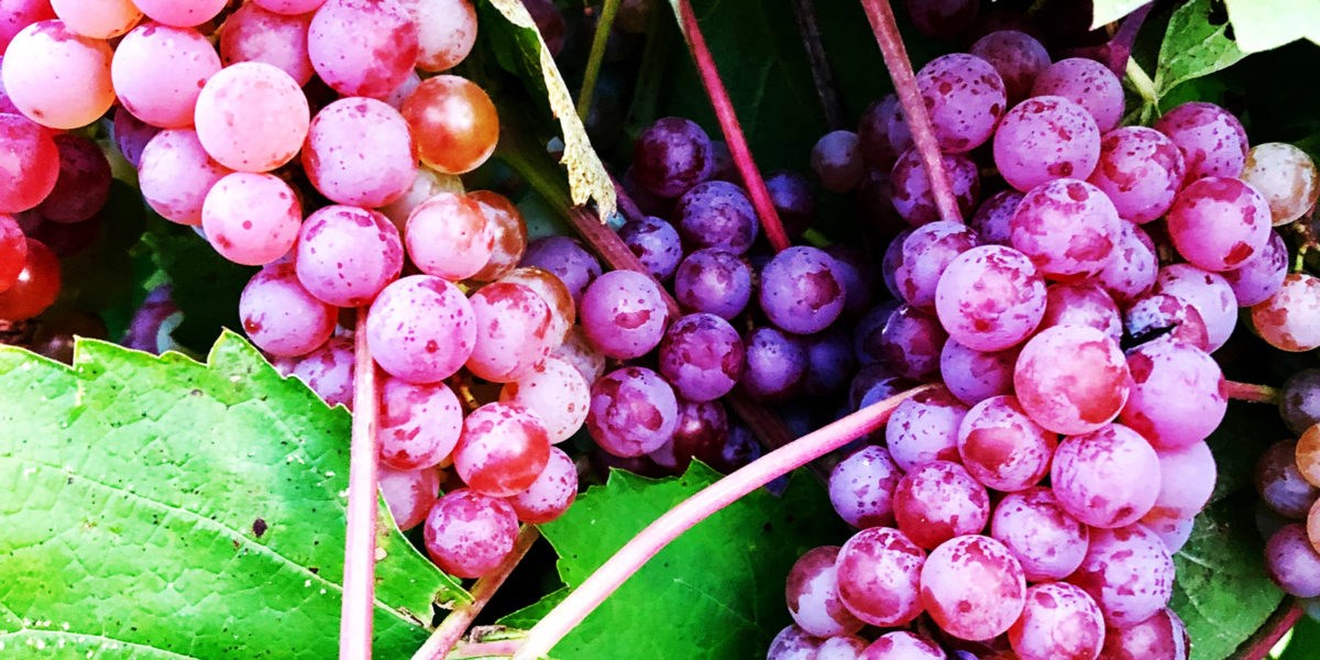 Les fruits seront plus petits et moins savoureux cet été