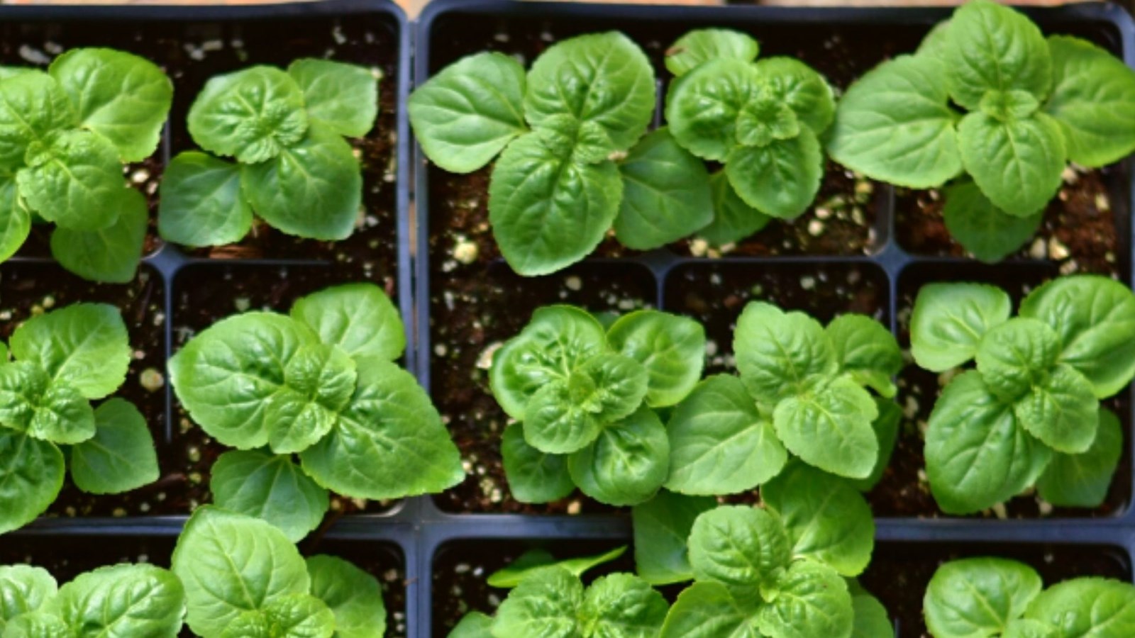 Pré-vente en ligne de plantes comestibles et médicinales