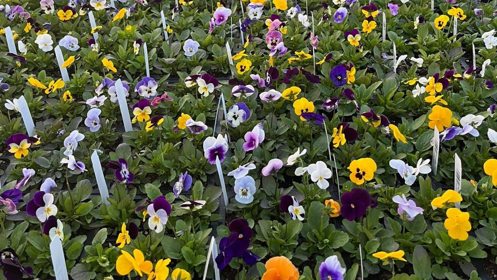 Une vente sur place de plants biologiques pour Jardin chez Julie et Lova