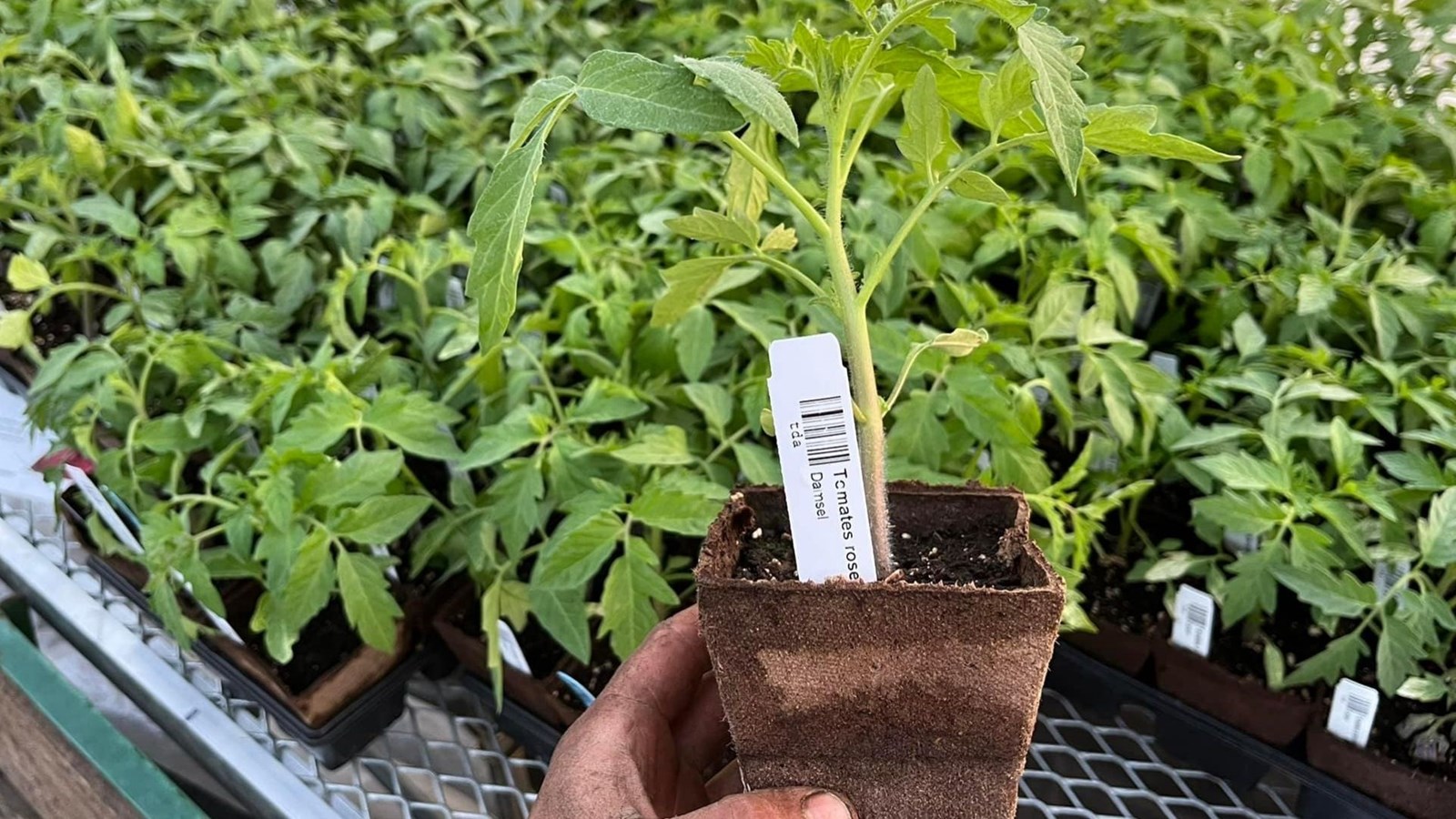 Une vente sur place de plants biologiques pour Jardin chez Julie et Lova