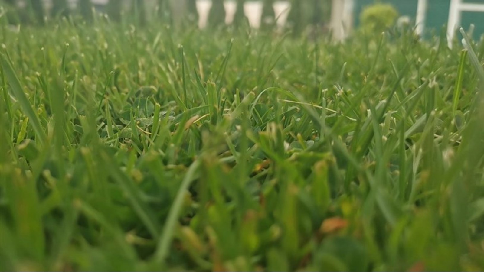 Pesticides: appel à la vigilance dans le choix de votre entrepreneur