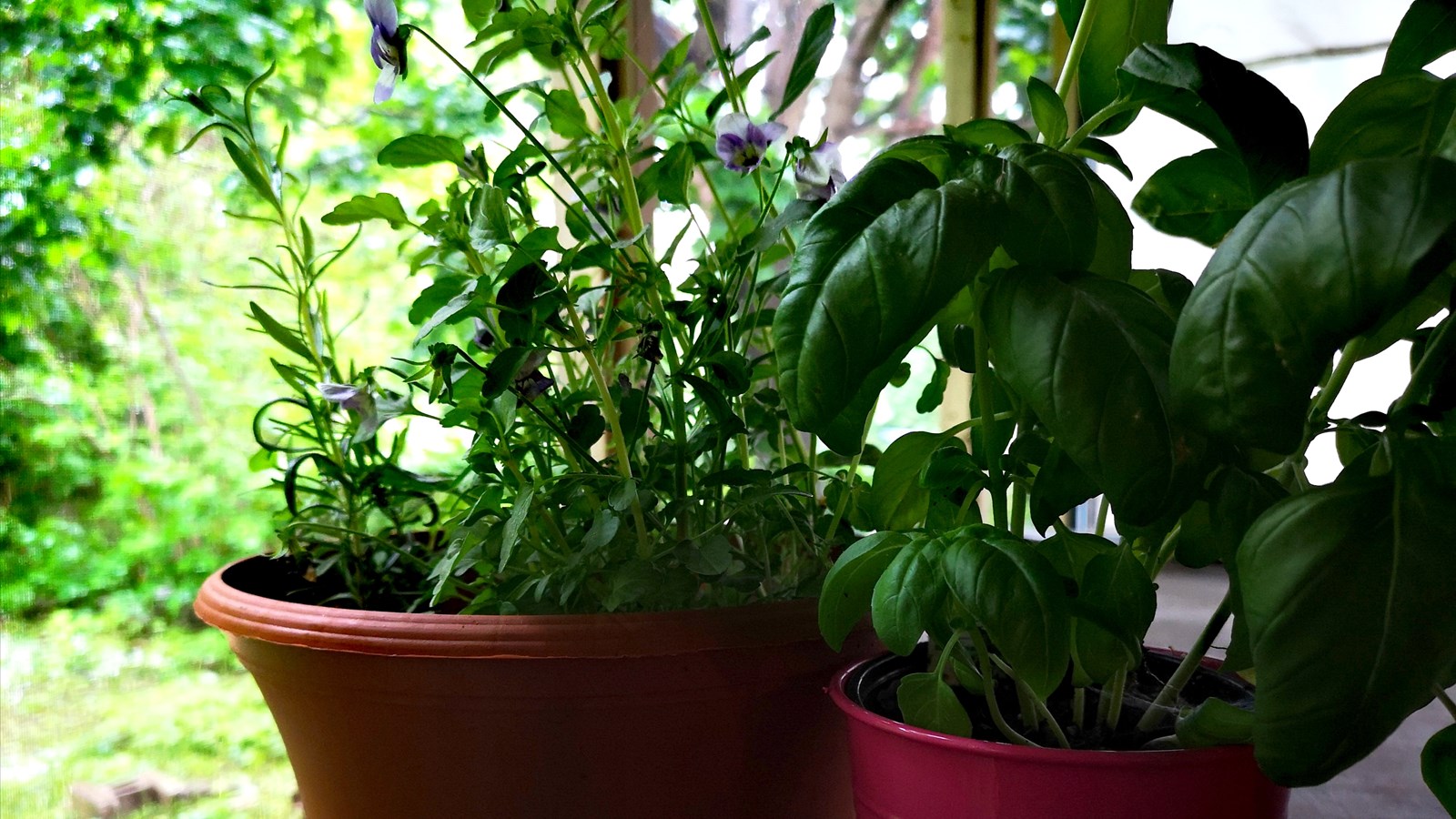 Les Écodécouvertes: Les secrets de la culture des fines herbes