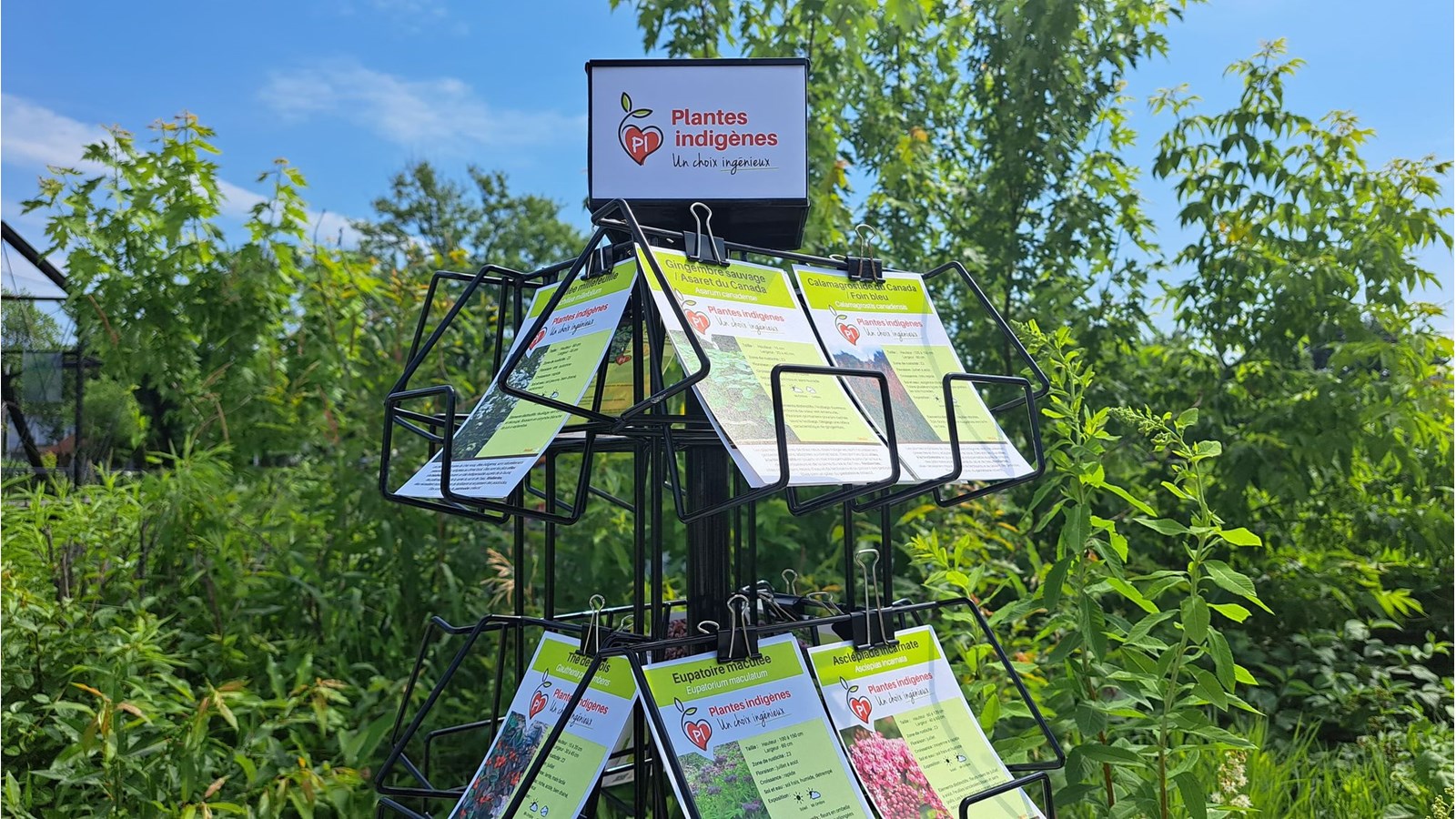 Plantes indigènes: association entre la Ville et des pépinières locales
