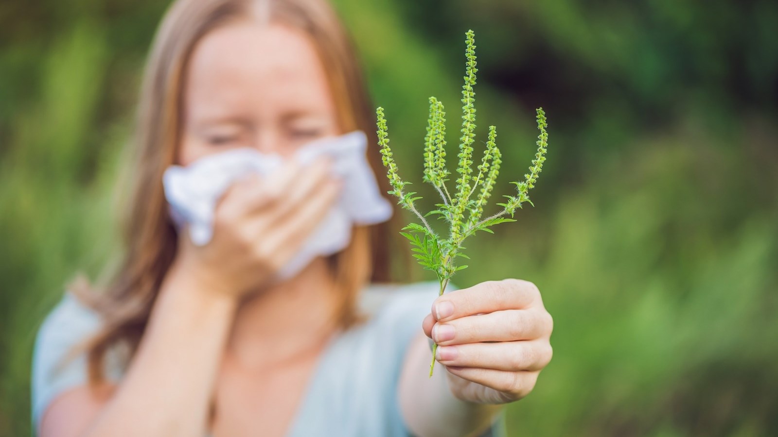 Épandage d’herbicide écologique pour lutter contre  l’herbe à poux