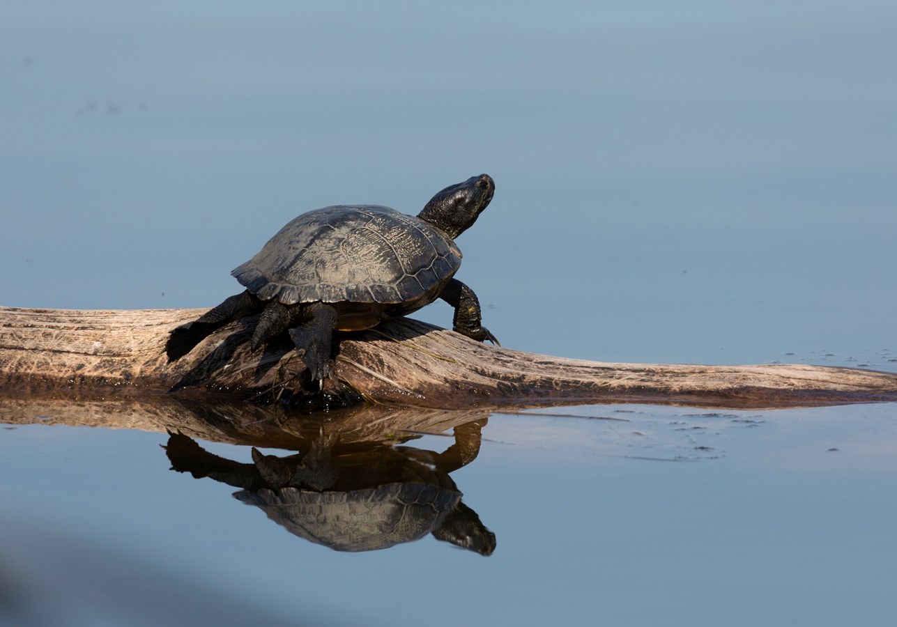 Des plateformes pour les tortues
