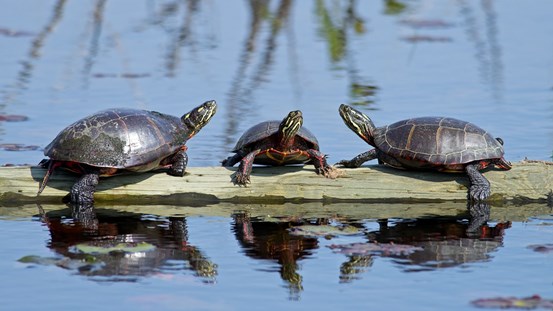Des plateformes pour les tortues