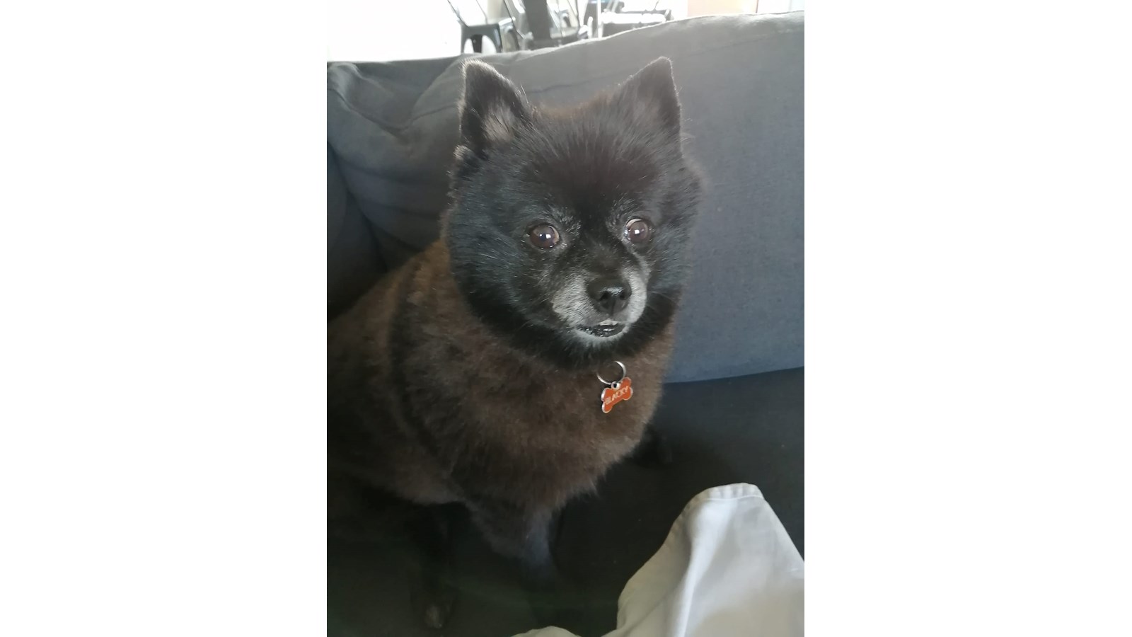 Blackie