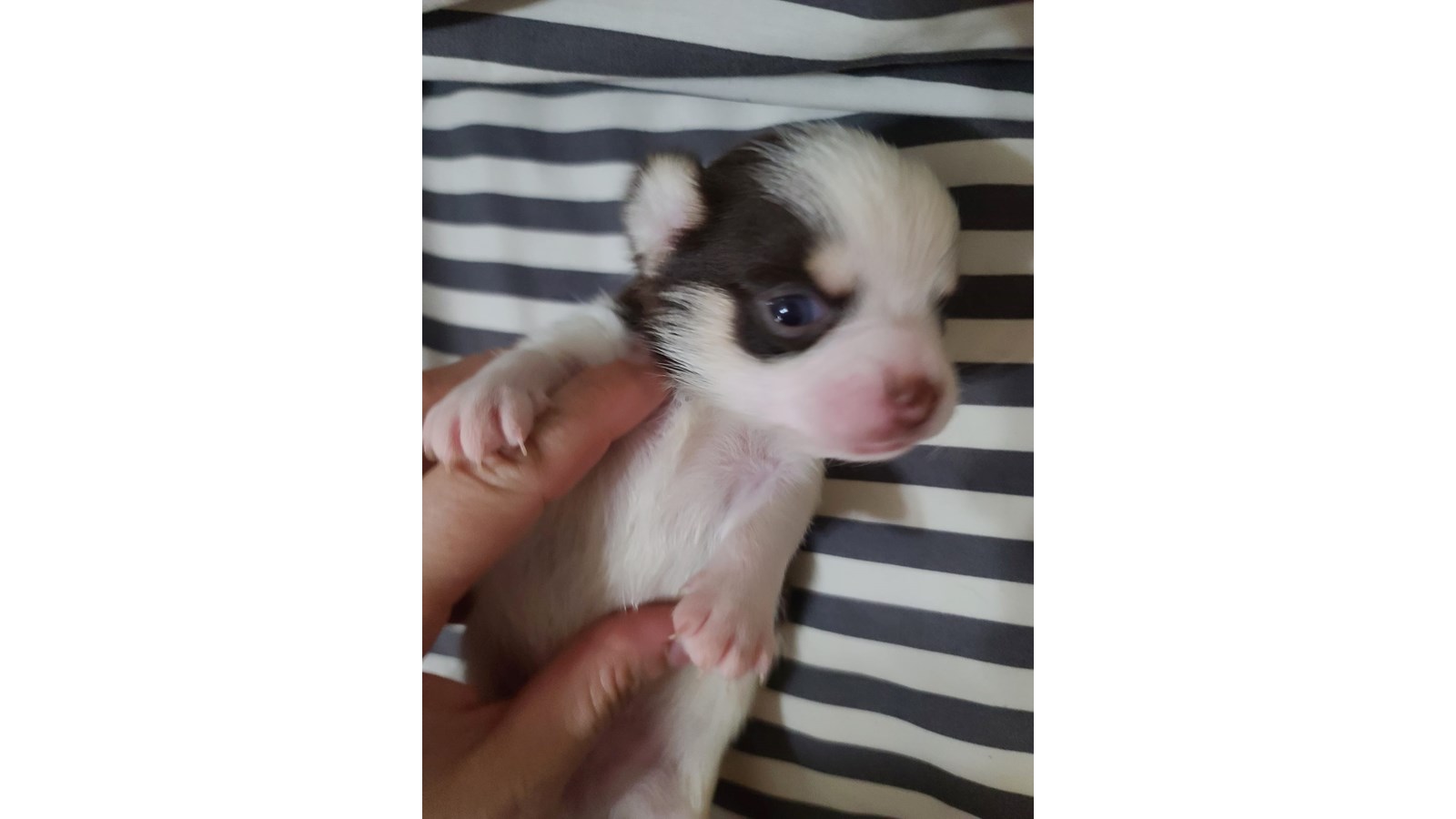 Gizmo