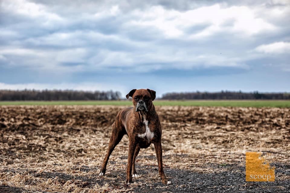 Journée mondiale du chien : Une première galerie d'images de vos compagnons canins