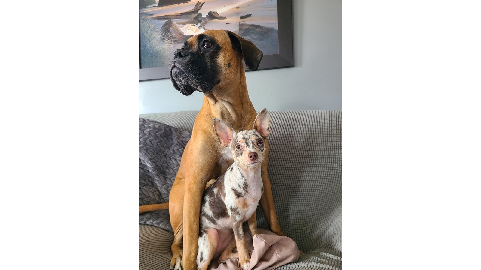 Journée mondiale du chien : Une première galerie d'images de vos compagnons canins