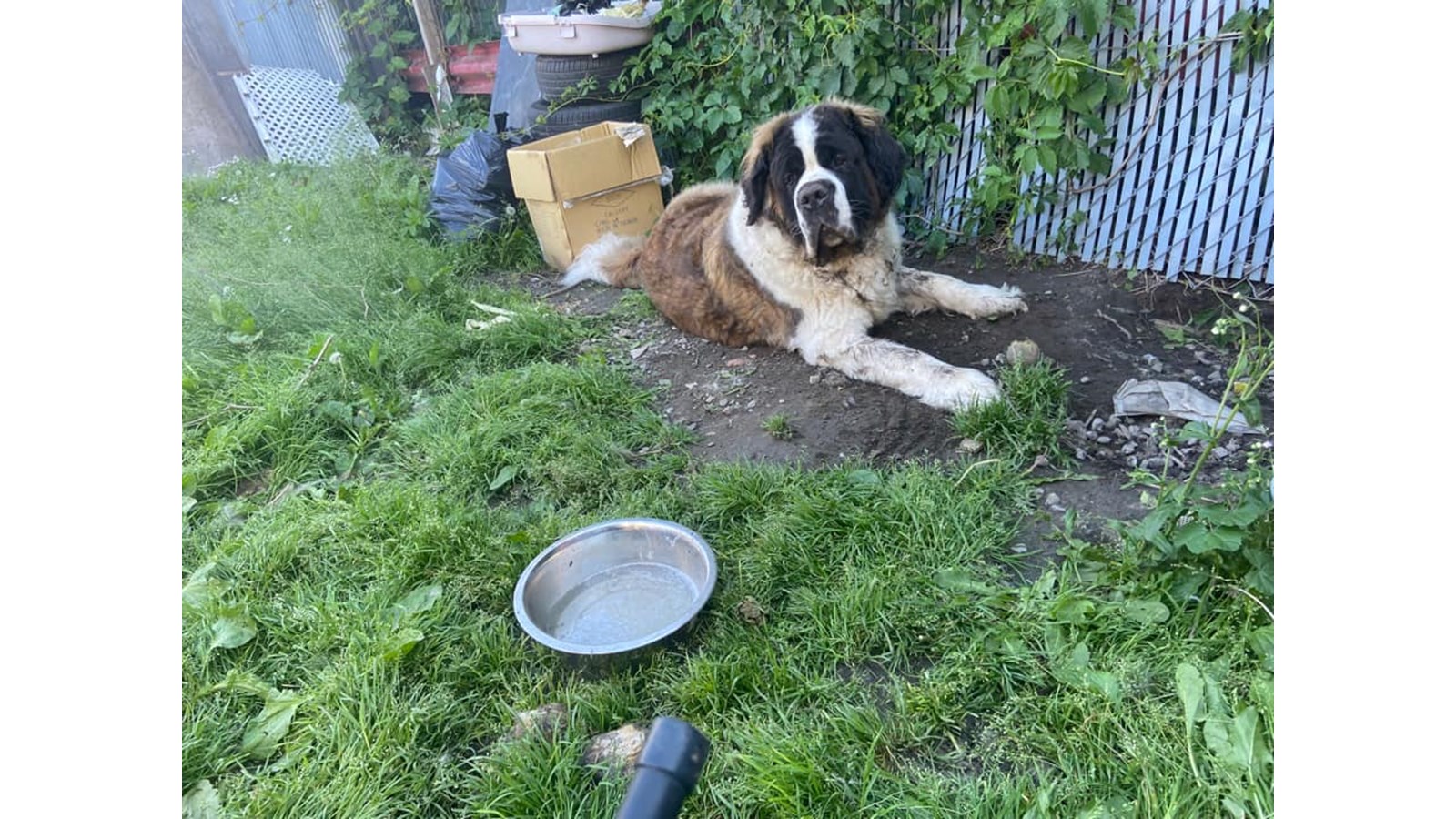 Balou