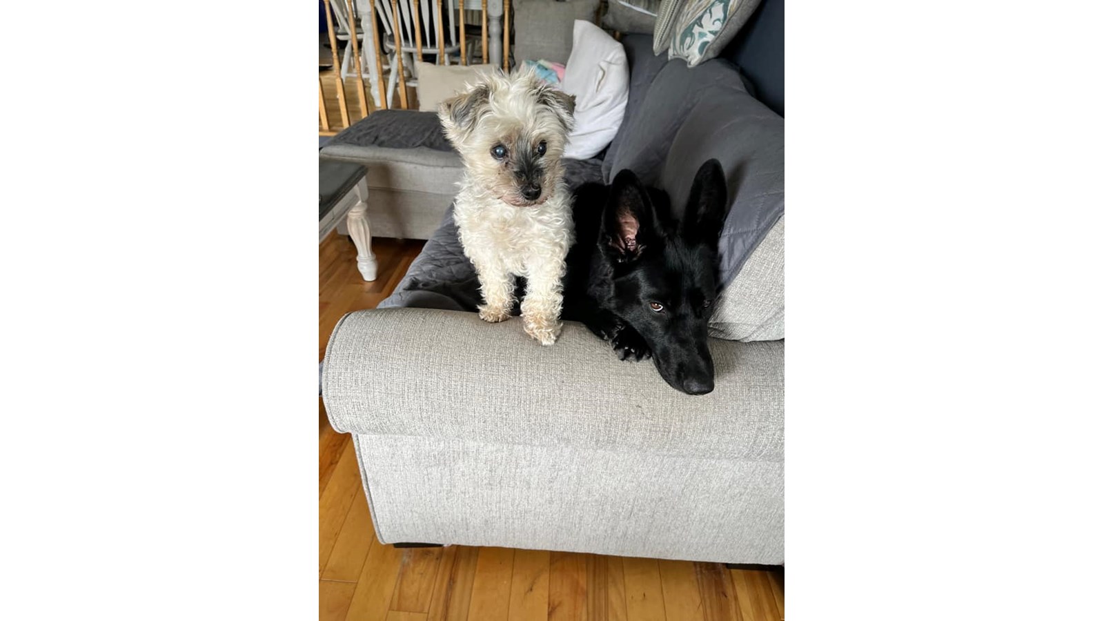 Chico et Nala