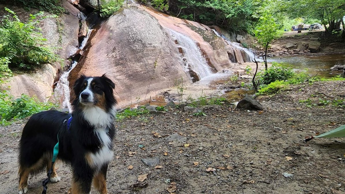 Journée mondiale du chien : Une deuxième galerie d'images de vos compagnons canins