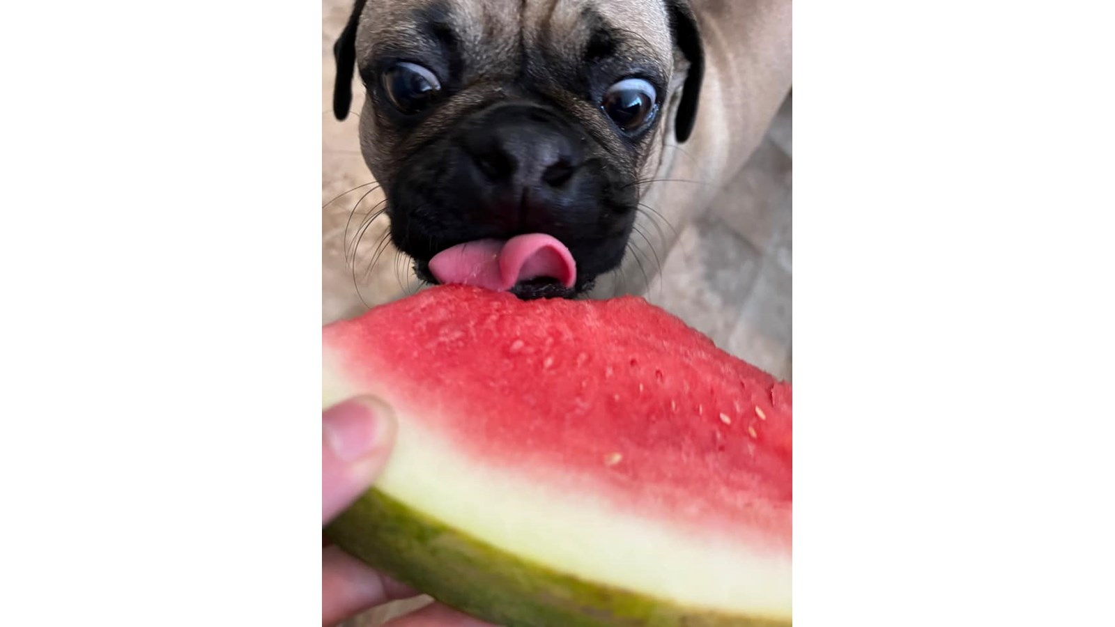 Pedro