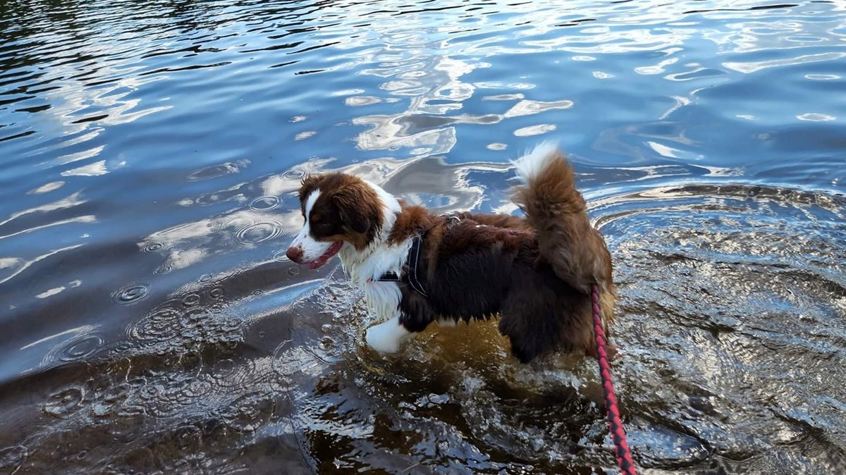 Journée mondiale du chien : Une deuxième galerie d'images de vos compagnons canins