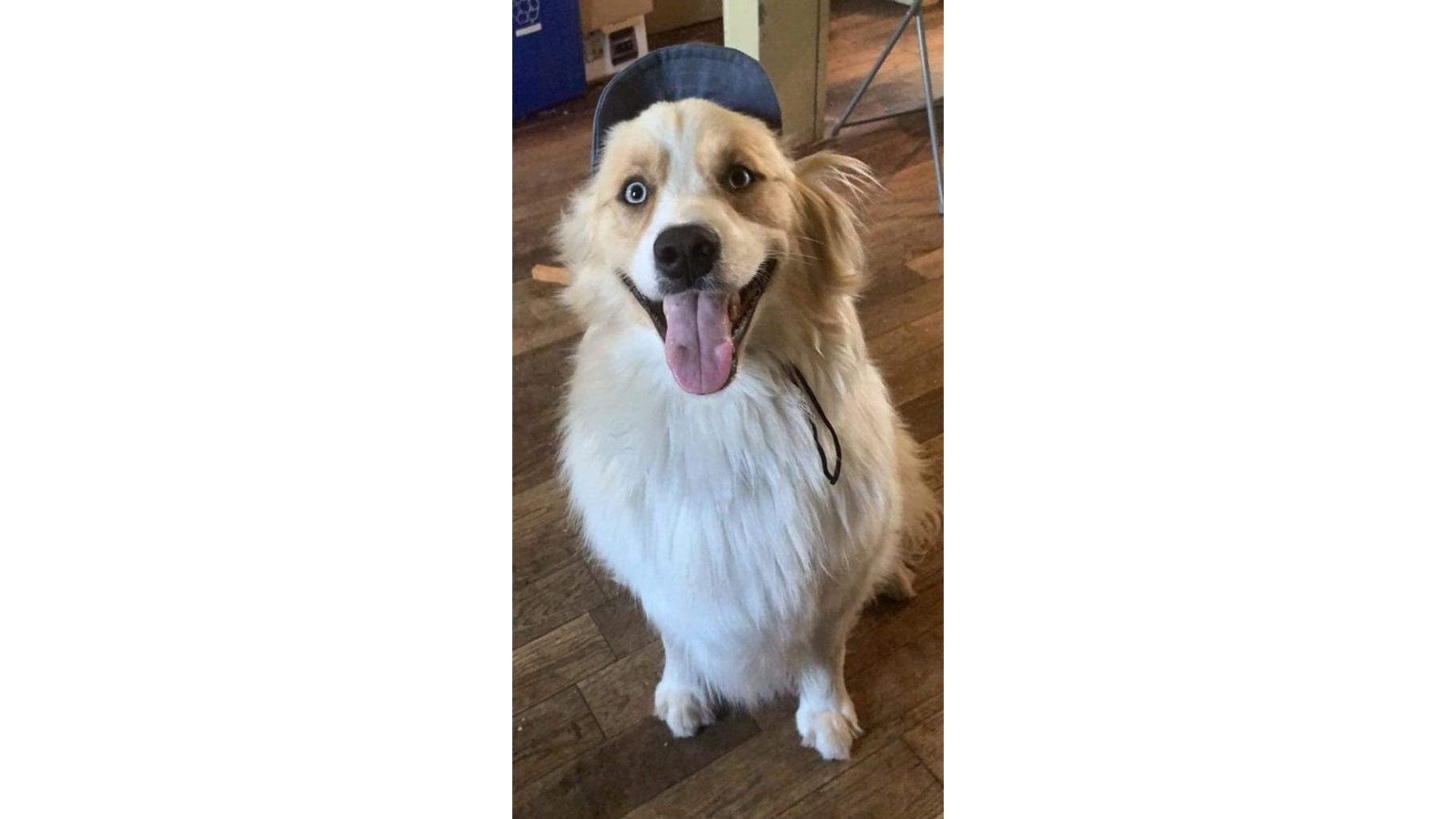 Ryder