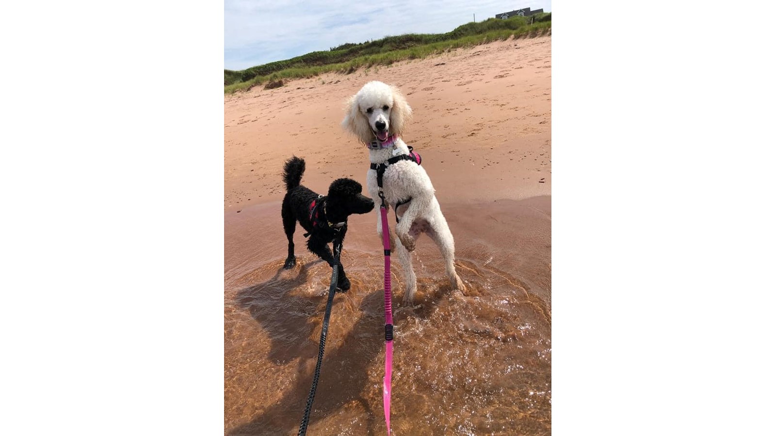Molly et Théo