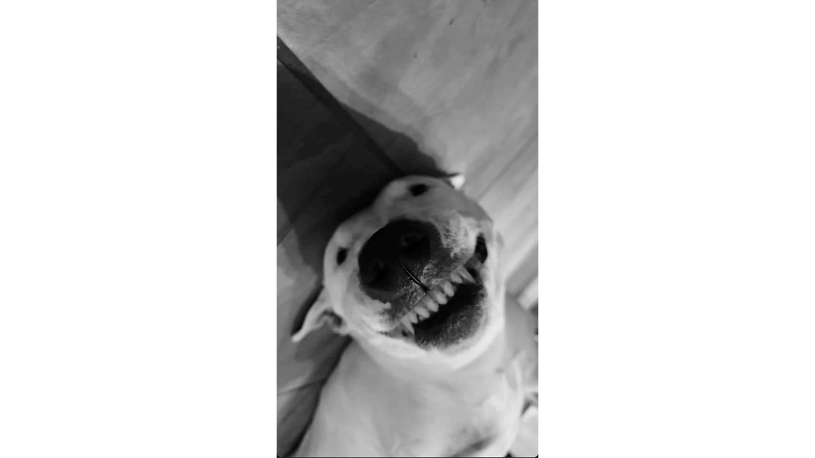 Maïa