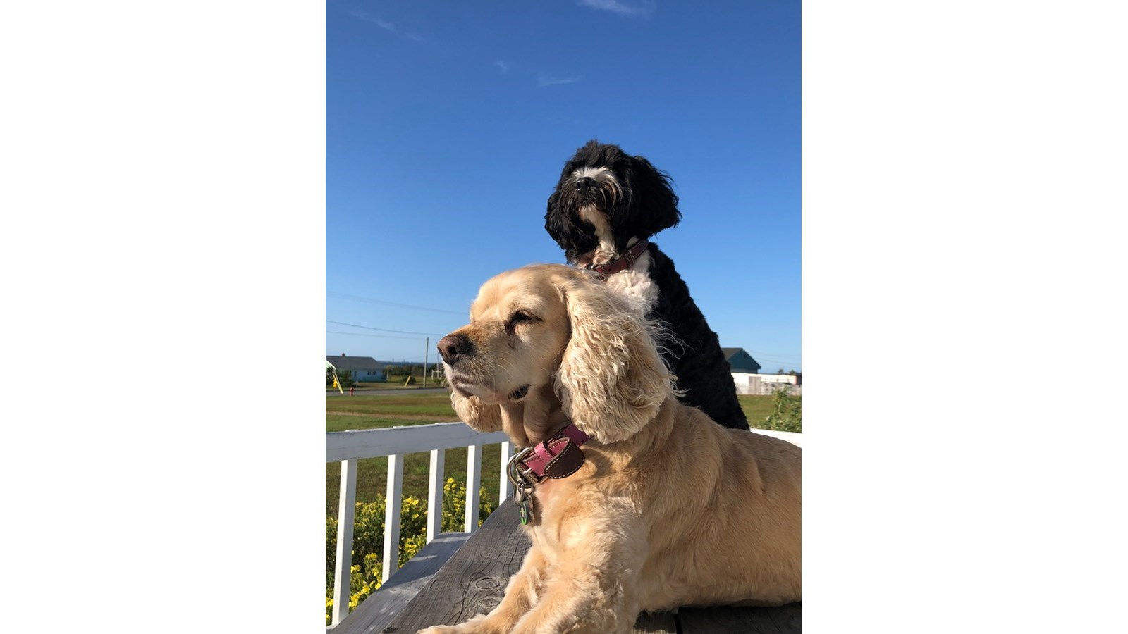Journée mondiale du chien : Une deuxième galerie d'images de vos compagnons canins