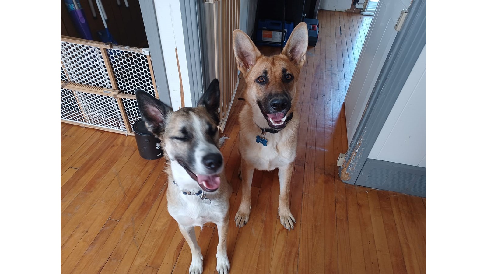 Journée mondiale du chien : Une deuxième galerie d'images de vos compagnons canins