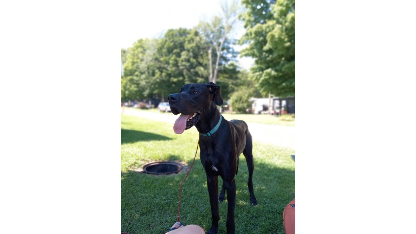 C'est la Journée mondiale du chien!