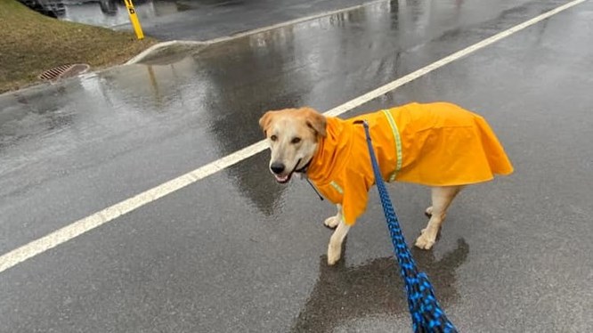 C'est la Journée mondiale du chien!