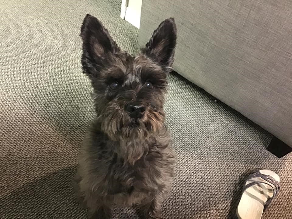 C'est la Journée mondiale du chien!