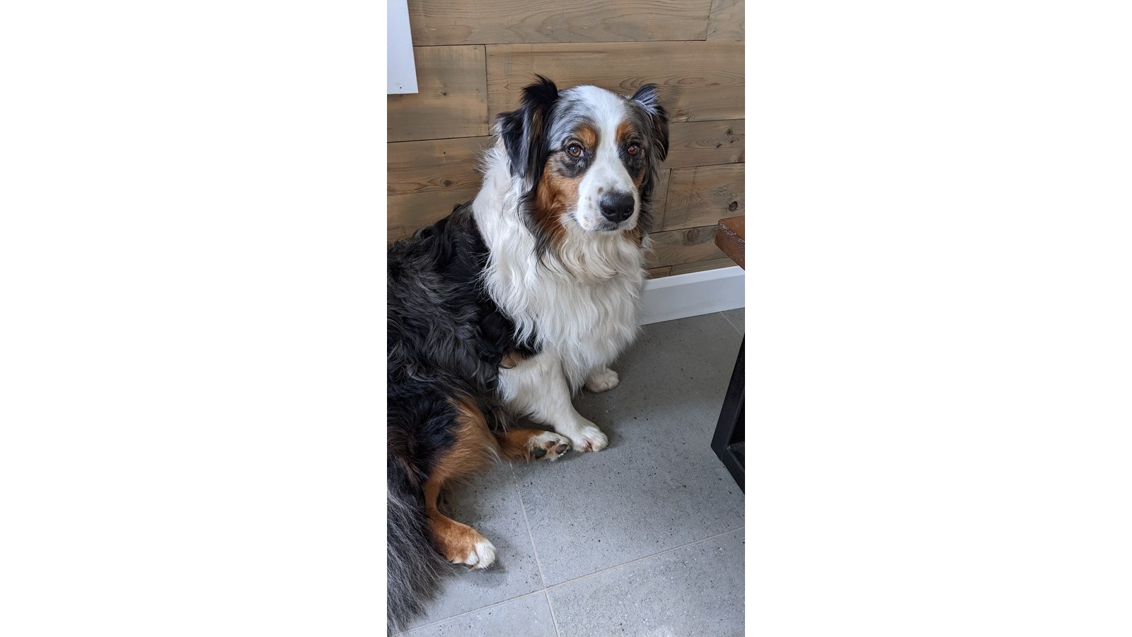 C'est la Journée mondiale du chien!