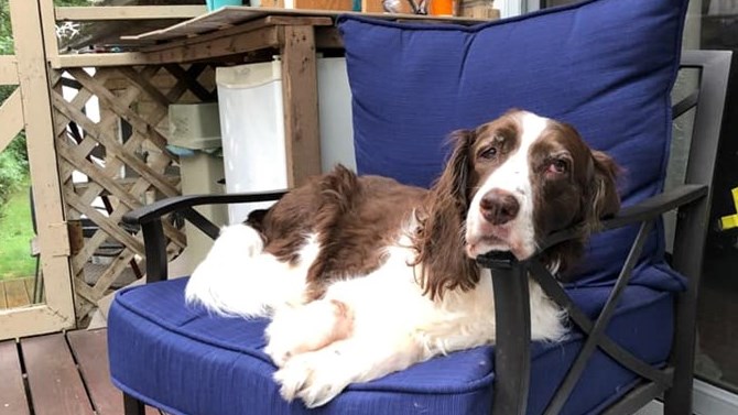C'est la Journée mondiale du chien!