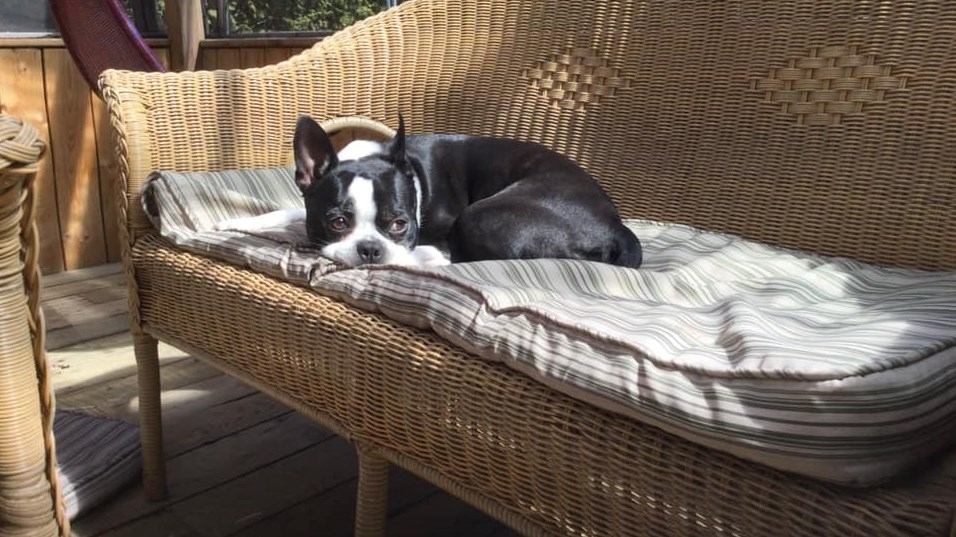 C'est la Journée mondiale du chien!