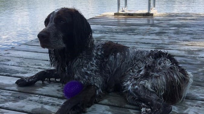 C'est la Journée mondiale du chien!