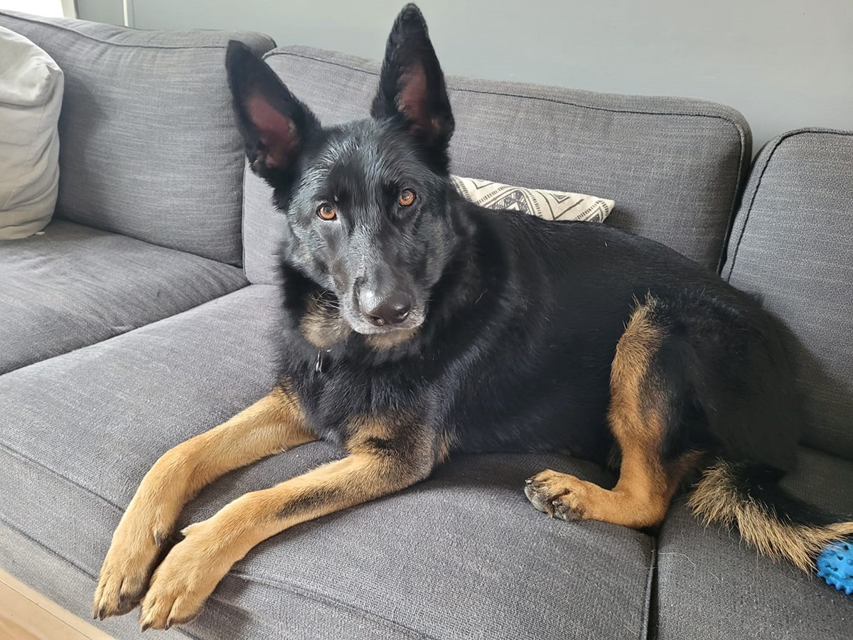 C'est la Journée mondiale du chien!