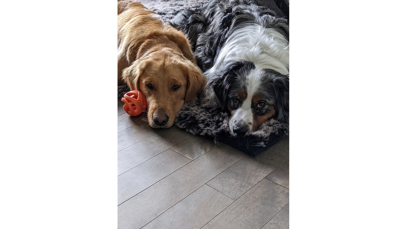 C'est la Journée mondiale du chien!